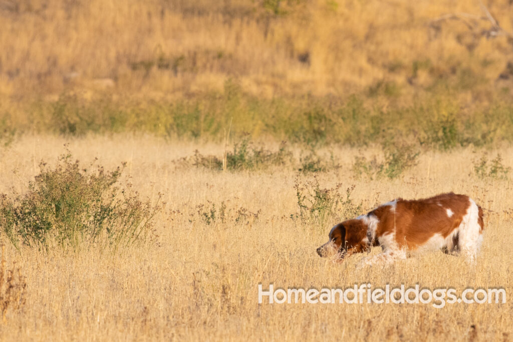 Orange and White Roan coat on this active French Brittany