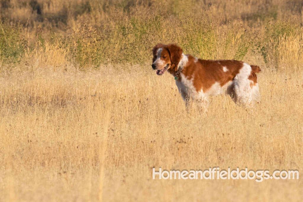 Orange and White Roan coat on this active French Brittany