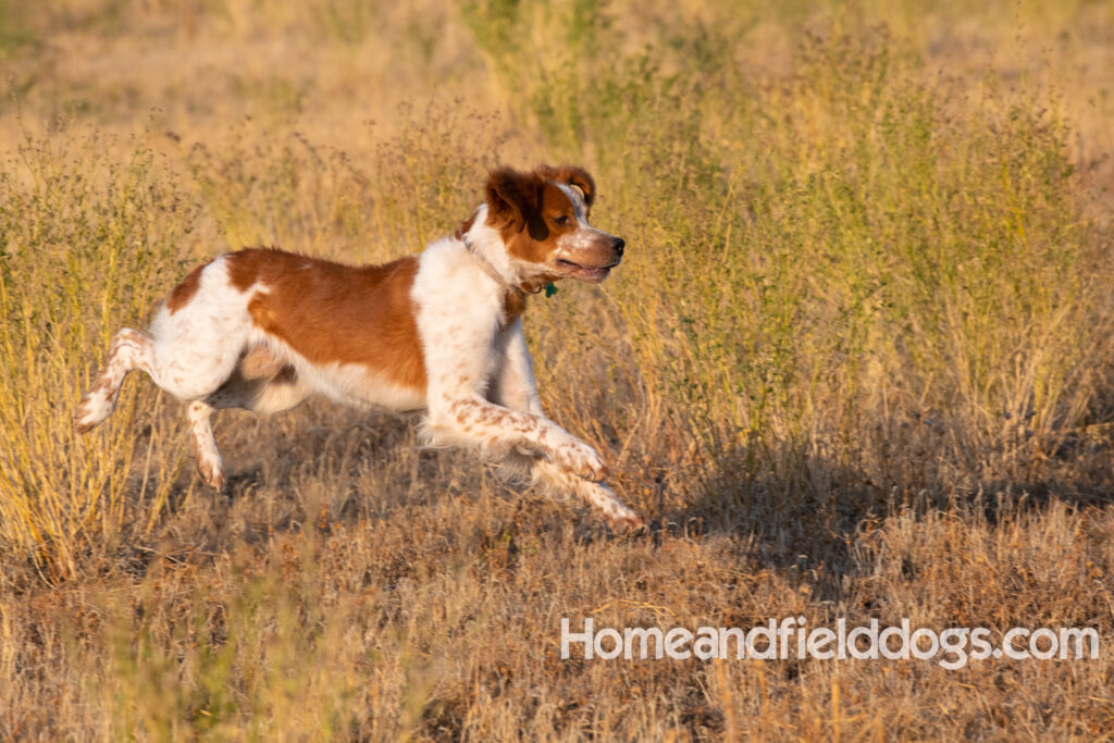 Orange and White Roan coat on this active French Brittany