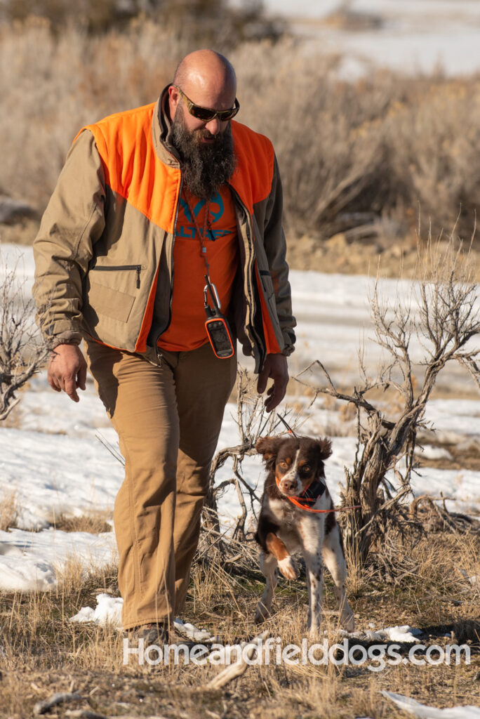 Liver tricolor french brittany spaniel female hunting with her partner