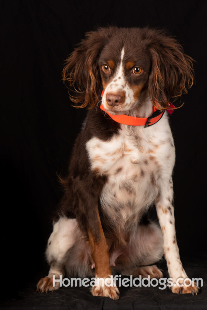 Liver tricolor french brittany spaniel female hunting with her partner