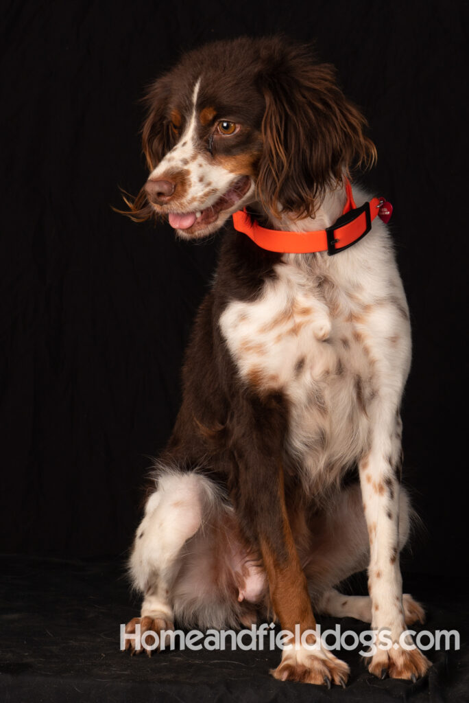 Liver tricolor french brittany spaniel female hunting with her partner