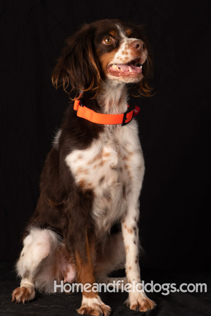 Liver tricolor french brittany spaniel female hunting with her partner