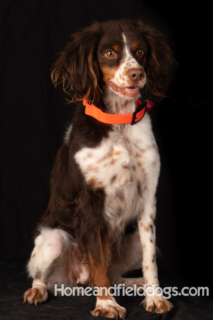 Liver tricolor french brittany spaniel female hunting with her partner