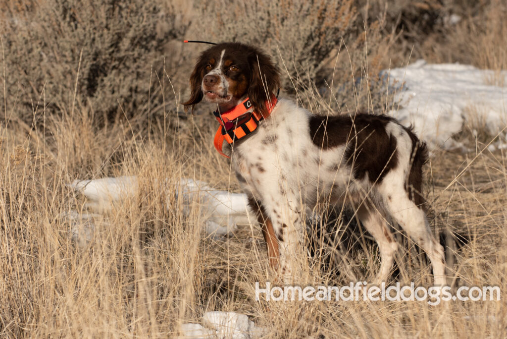 Liver tricolor french brittany spaniel female hunting with her partner