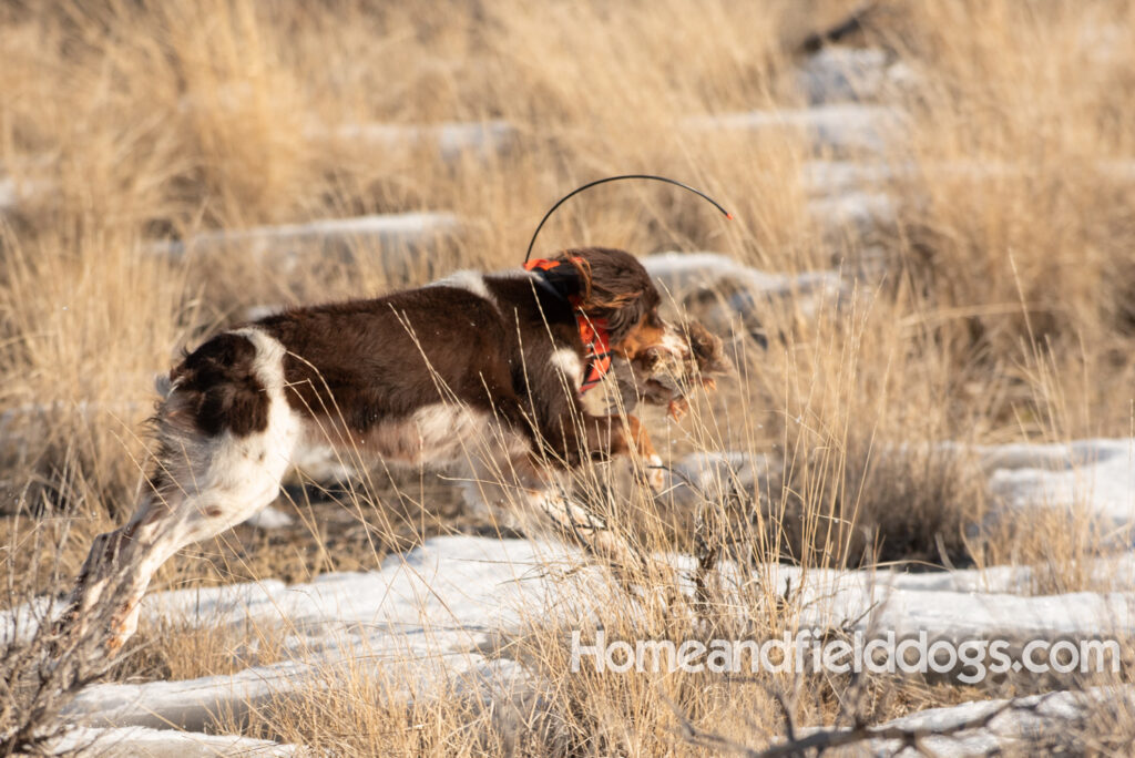 Liver tricolor french brittany spaniel female hunting with her partner