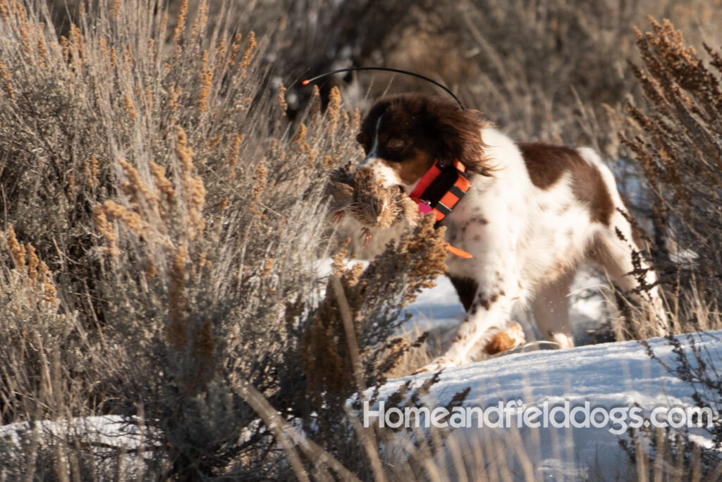 Liver tricolor french brittany spaniel female hunting with her partner