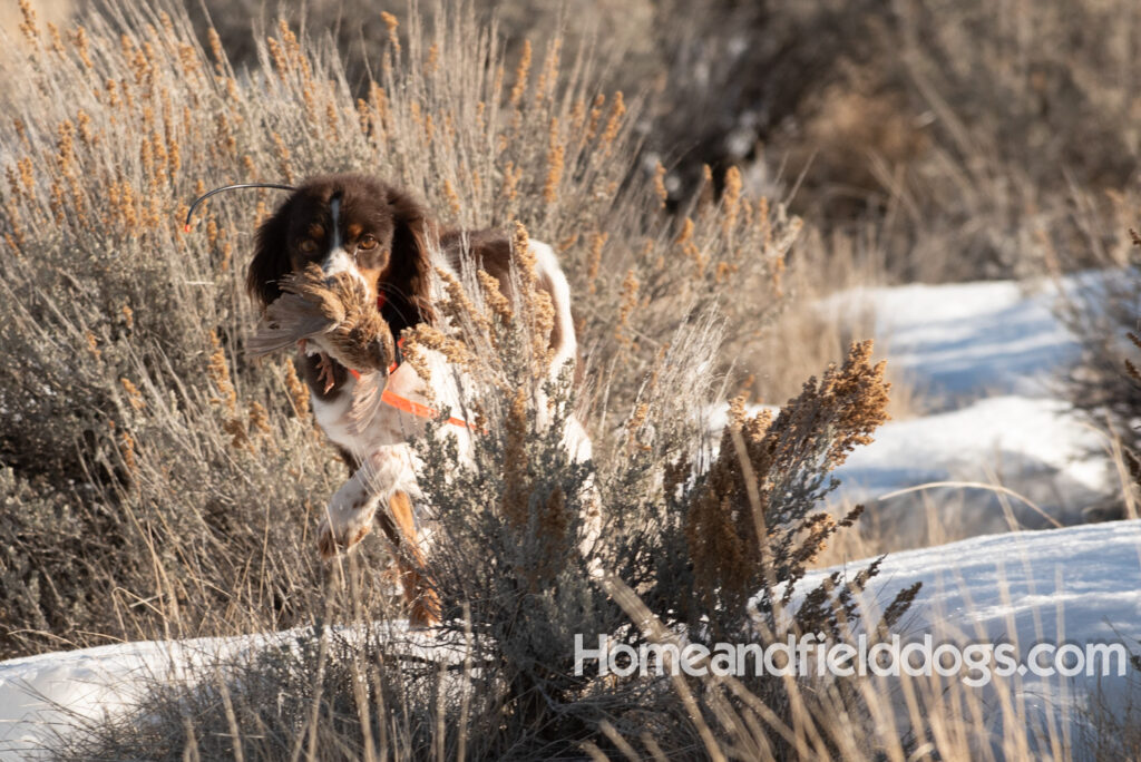 Liver tricolor french brittany spaniel female hunting with her partner