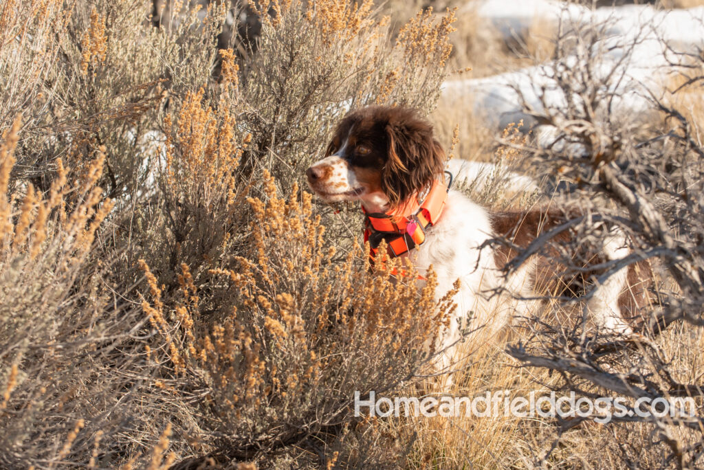 Liver tricolor french brittany spaniel female hunting with her partner