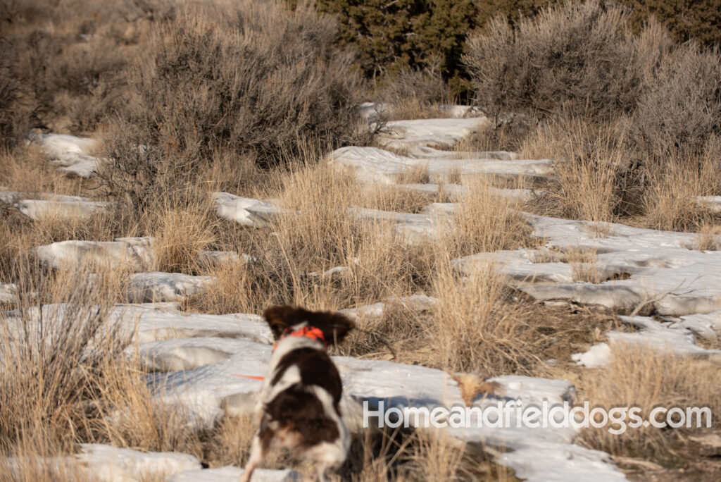 Liver tricolor french brittany spaniel female hunting with her partner