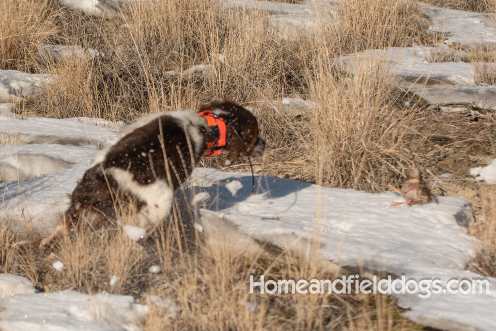 Liver tricolor french brittany spaniel female hunting with her partner