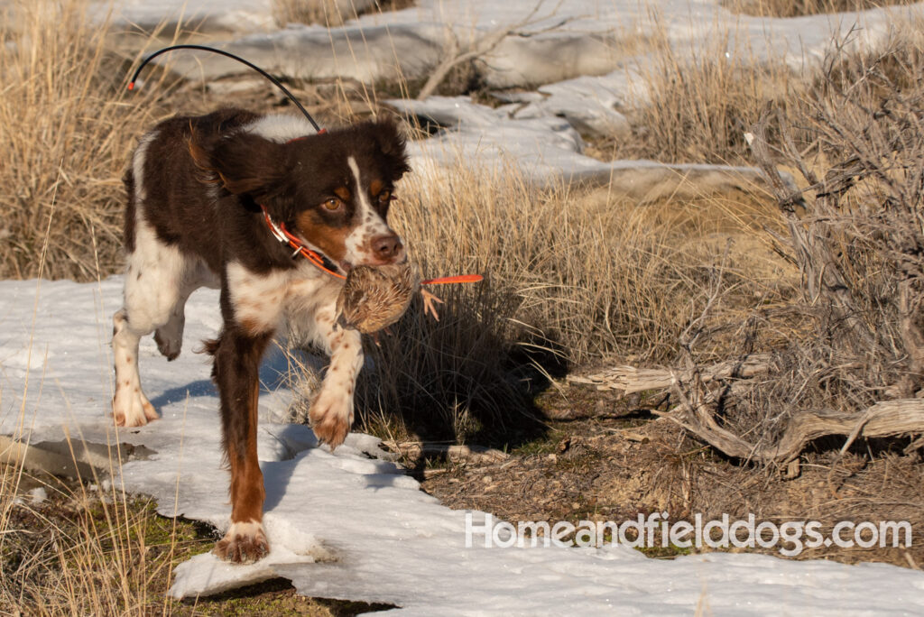 Liver tricolor french brittany spaniel female hunting with her partner