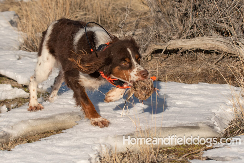 Liver tricolor french brittany spaniel female hunting with her partner