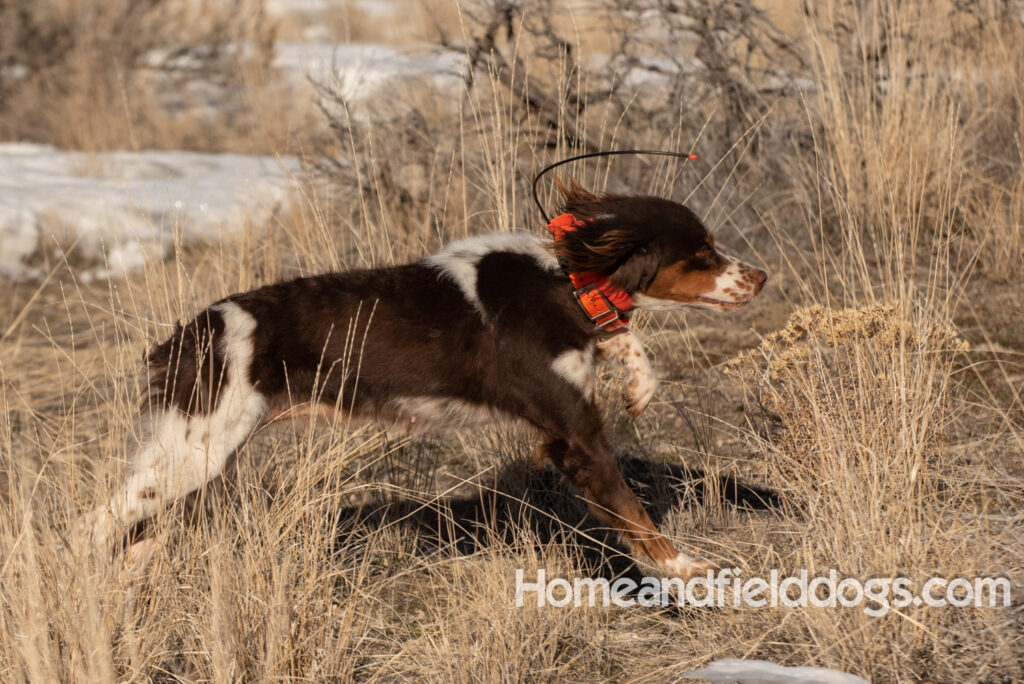 Liver tricolor french brittany spaniel female hunting with her partner