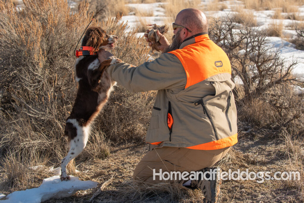 Liver tricolor french brittany spaniel female hunting with her partner