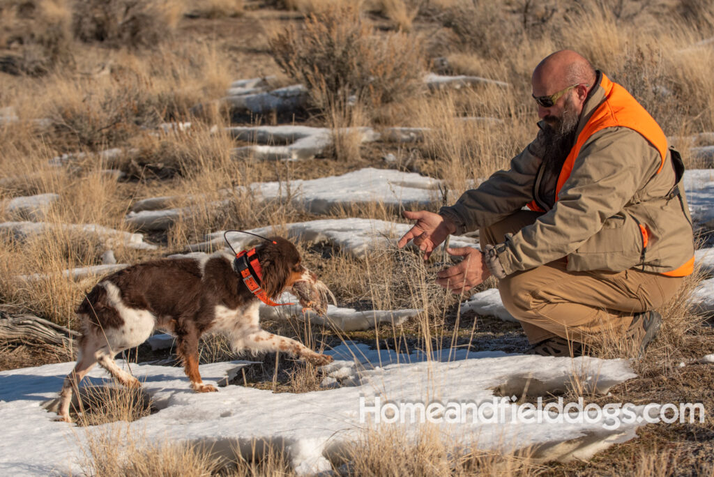 Liver tricolor french brittany spaniel female hunting with her partner