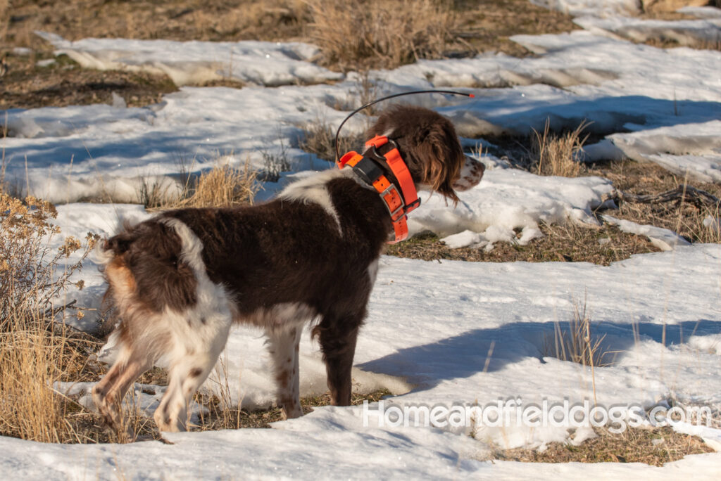 Liver tricolor french brittany spaniel female hunting with her partner