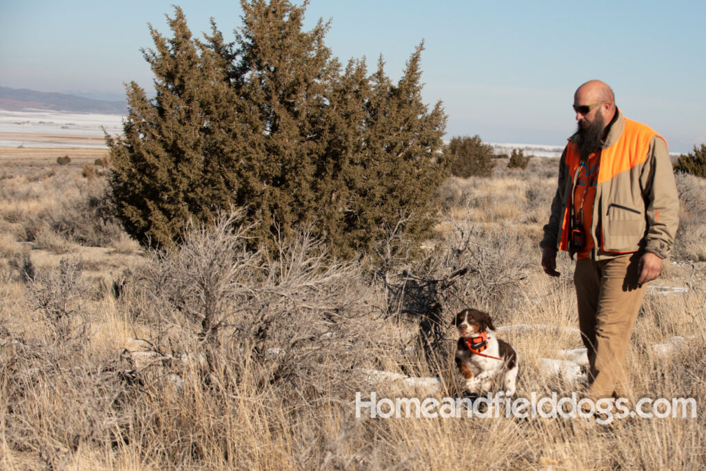 Liver tricolor french brittany spaniel female hunting with her partner
