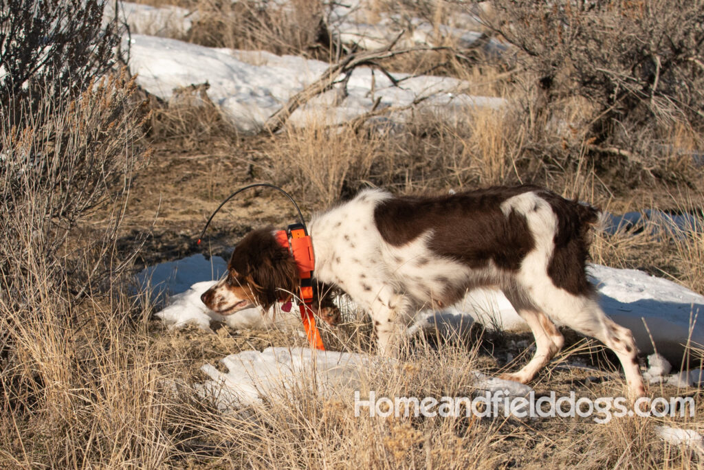 Liver tricolor french brittany spaniel female hunting with her partner