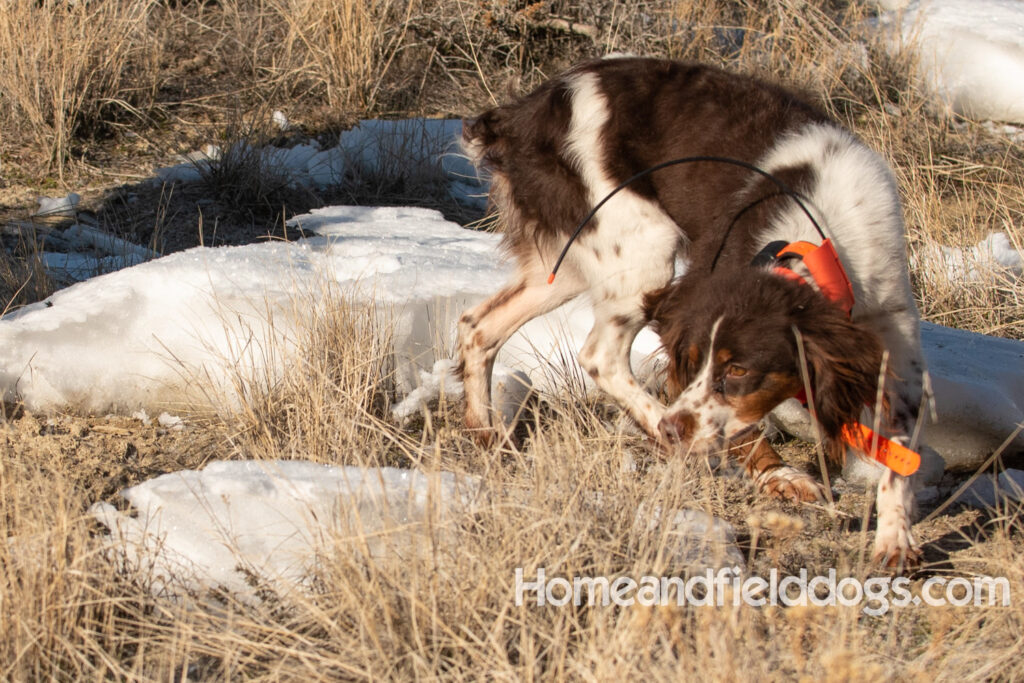 Liver tricolor french brittany spaniel female hunting with her partner
