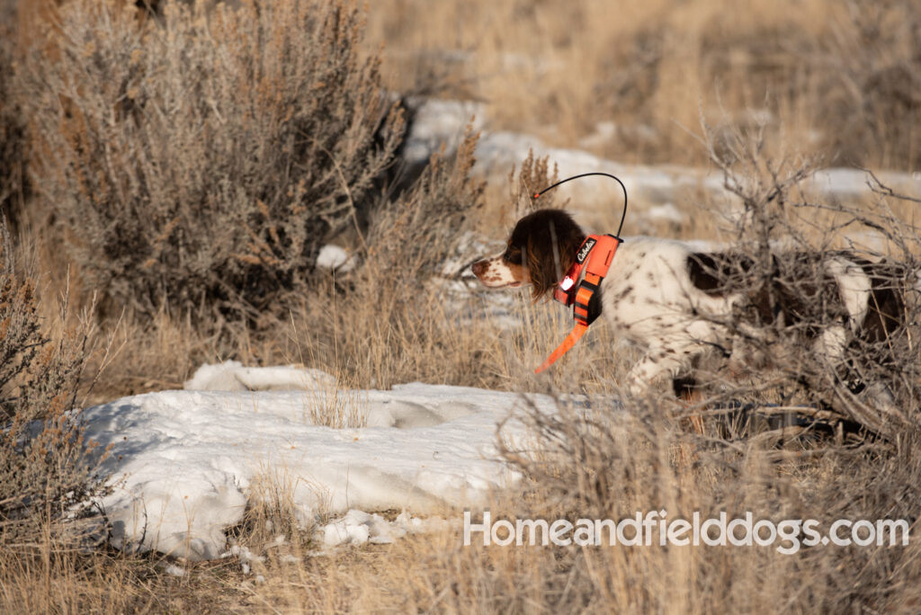 Liver tricolor french brittany spaniel female hunting with her partner