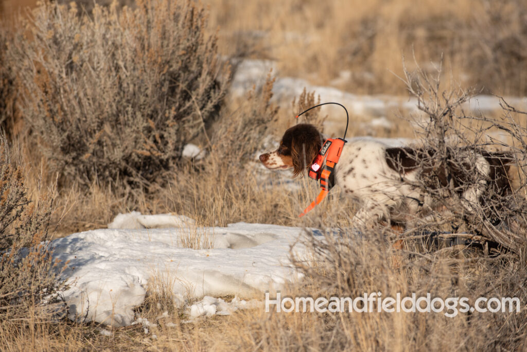 Liver tricolor french brittany spaniel female hunting with her partner