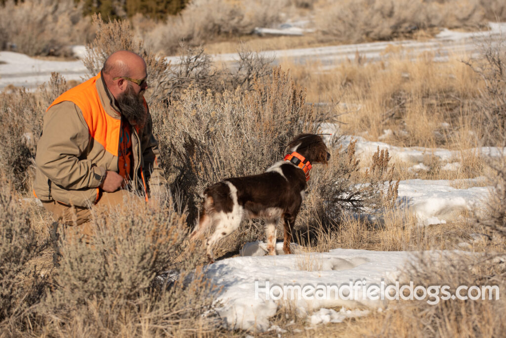 Liver tricolor french brittany spaniel female hunting with her partner