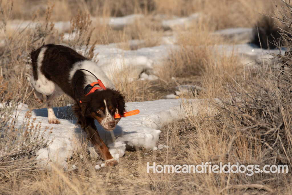 Liver tricolor french brittany spaniel female hunting with her partner