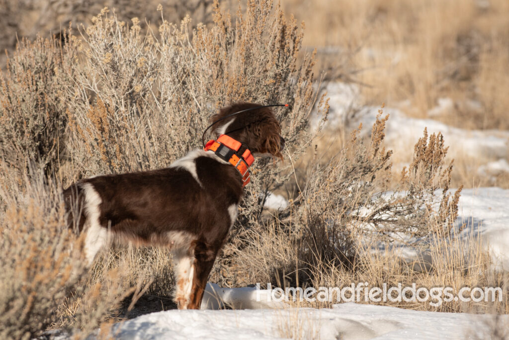 Liver tricolor french brittany spaniel female hunting with her partner