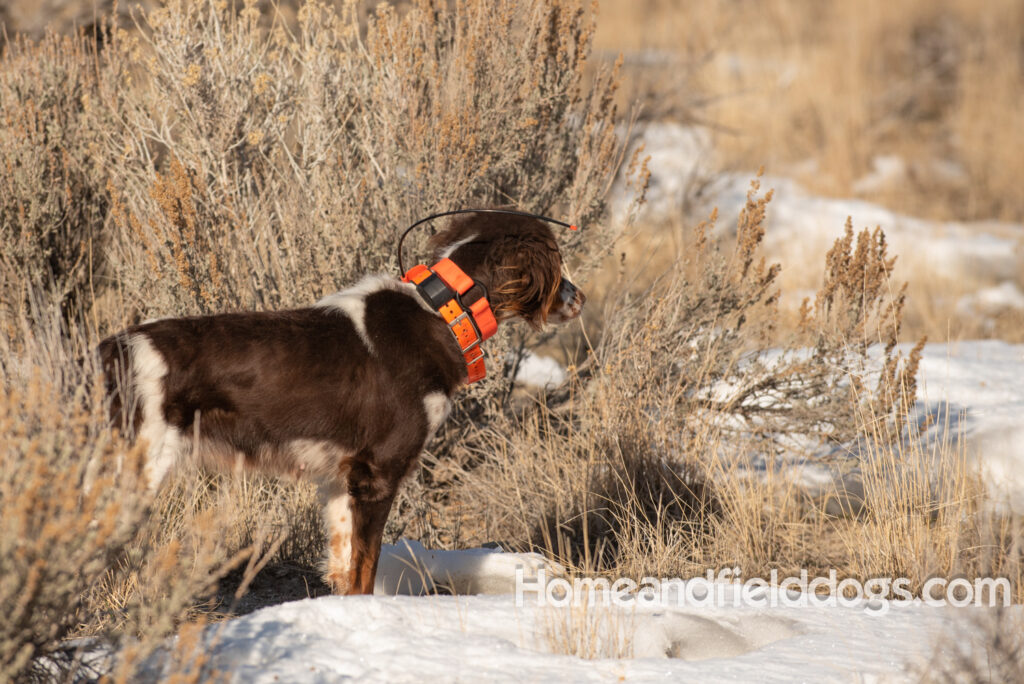 Liver tricolor french brittany spaniel female hunting with her partner