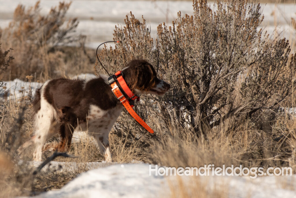 Liver tricolor french brittany spaniel female hunting with her partner