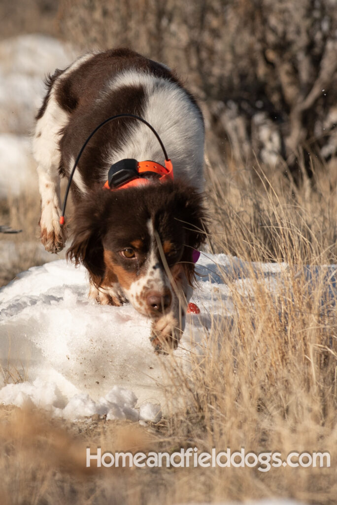 Liver tricolor french brittany spaniel female hunting with her partner