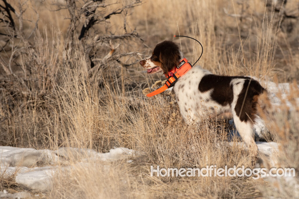 Liver tricolor french brittany spaniel female hunting with her partner
