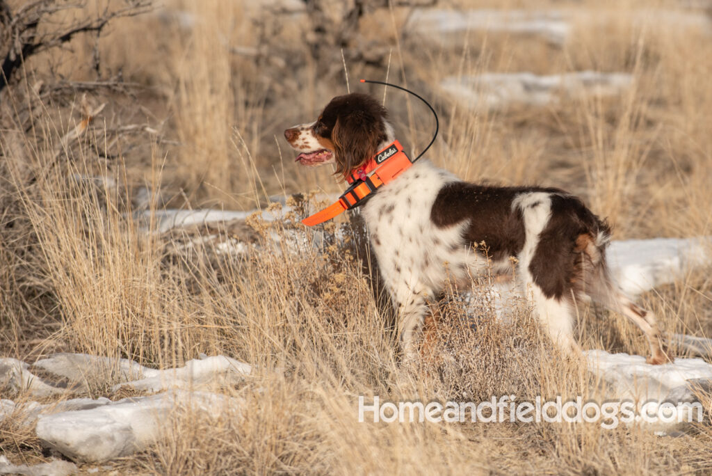 Liver tricolor french brittany spaniel female hunting with her partner