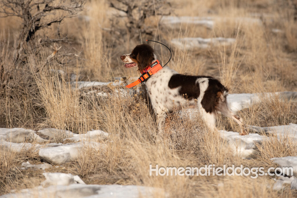 Liver tricolor french brittany spaniel female hunting with her partner