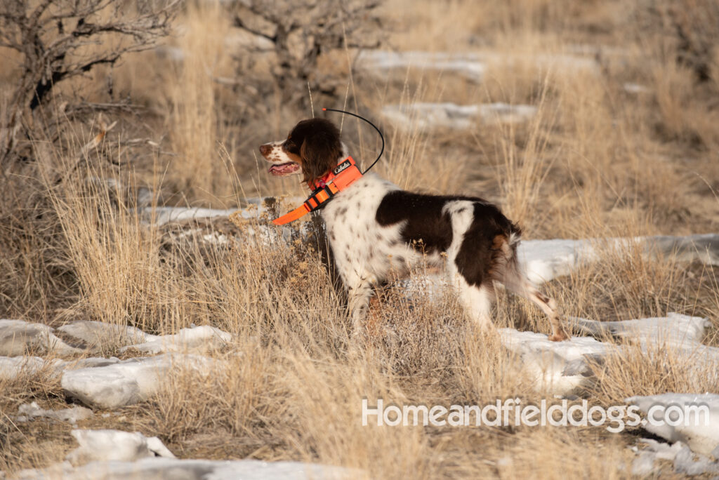 Liver tricolor french brittany spaniel female hunting with her partner