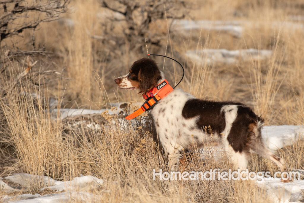 Liver tricolor french brittany spaniel female hunting with her partner