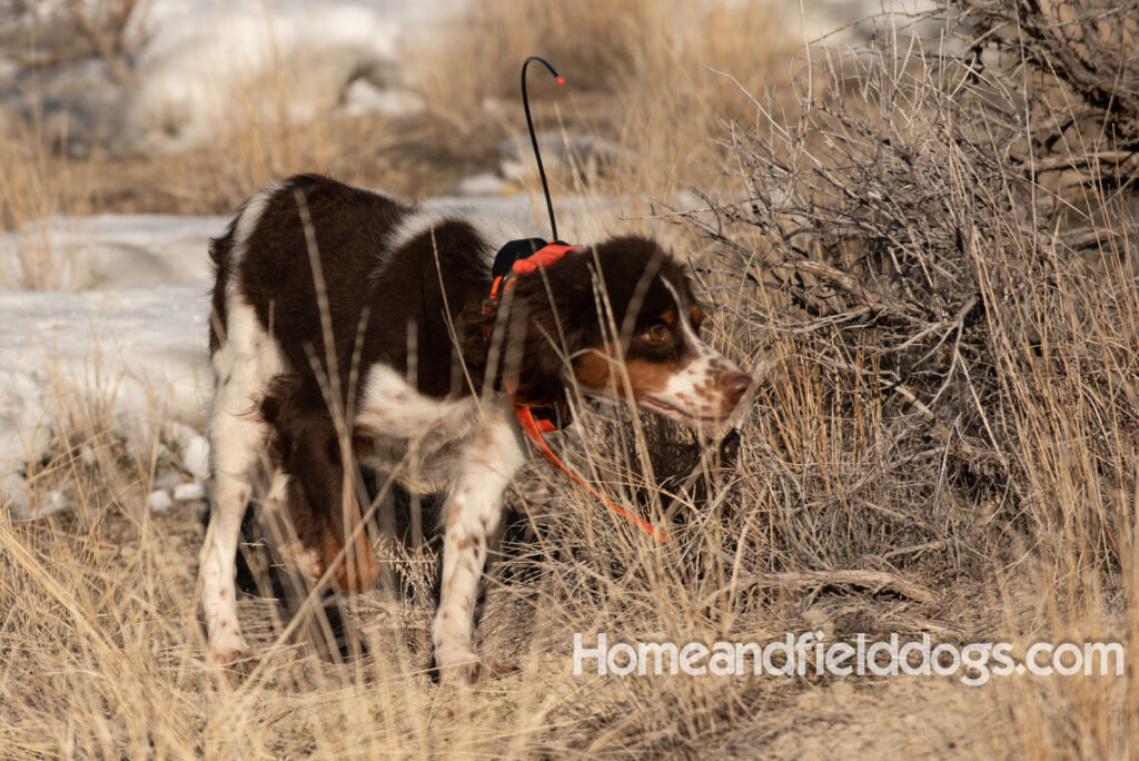 Liver tricolor french brittany spaniel female hunting with her partner