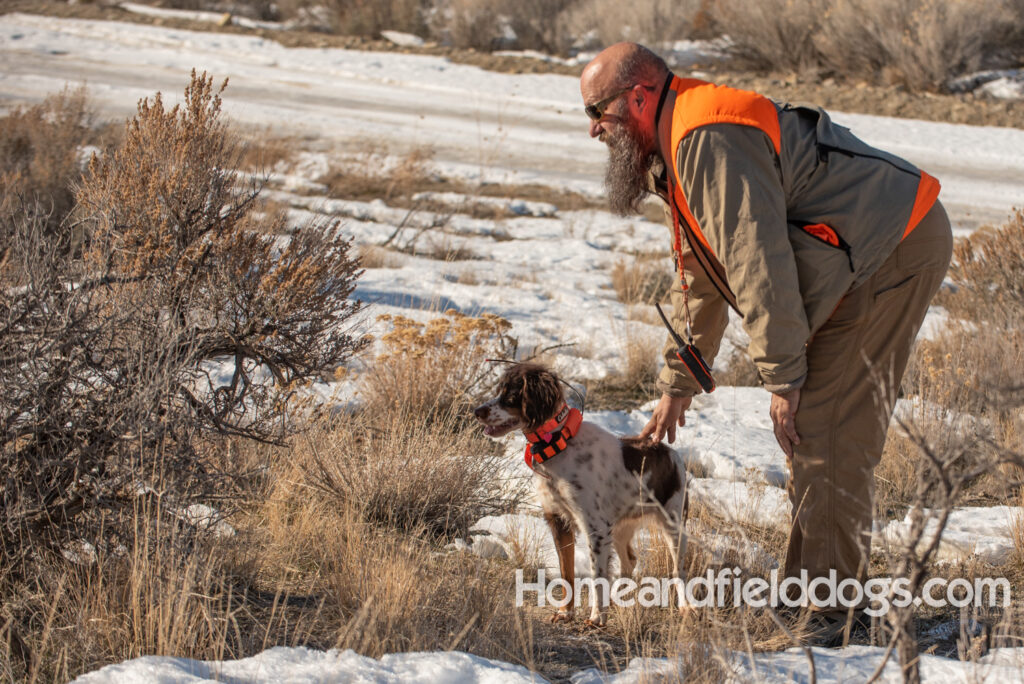 Liver tricolor french brittany spaniel female hunting with her partner