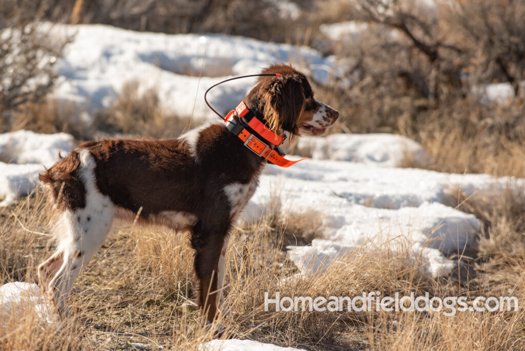 Liver tricolor french brittany spaniel female hunting with her partner