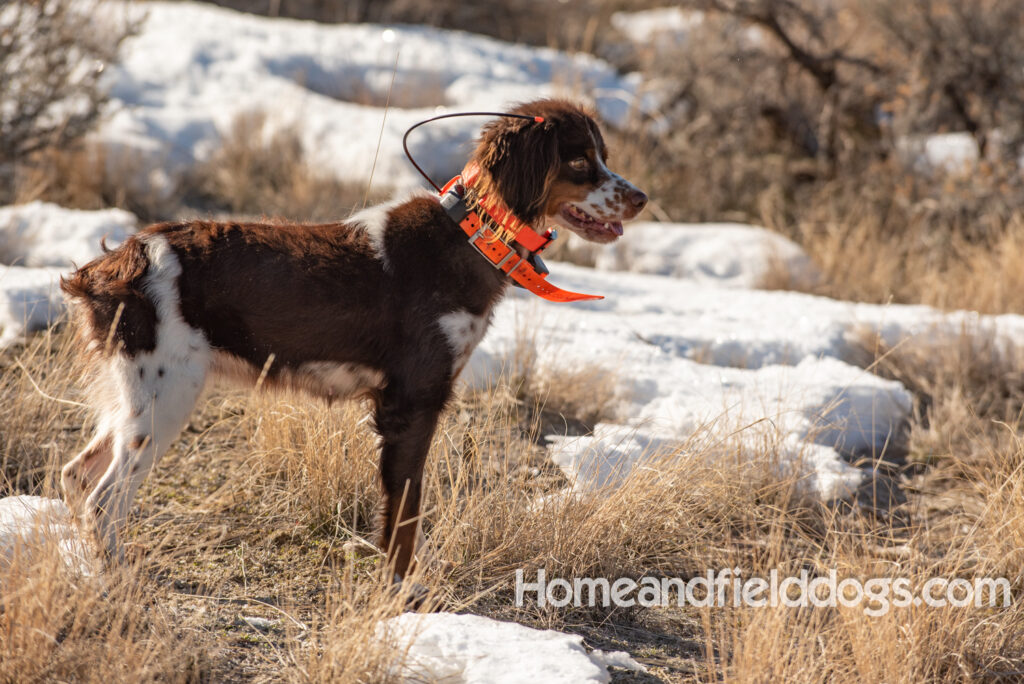 Liver tricolor french brittany spaniel female hunting with her partner