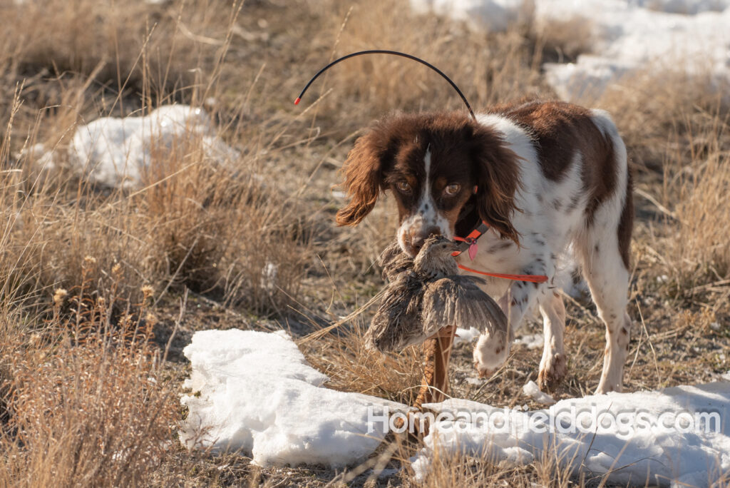 Liver tricolor french brittany spaniel female hunting with her partner