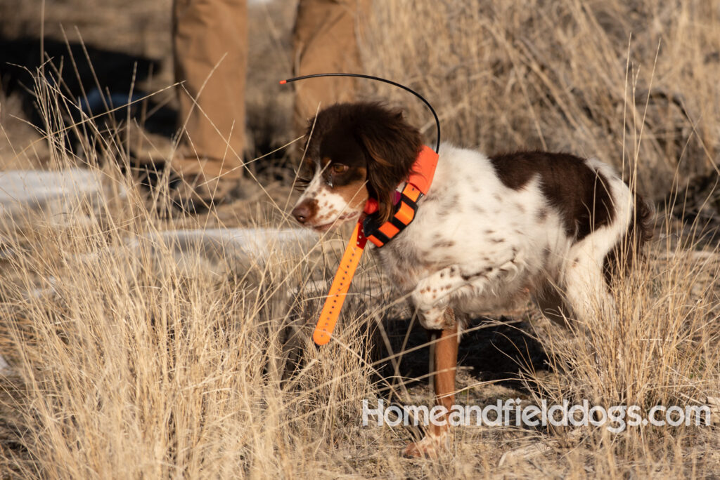 Liver tricolor french brittany spaniel female hunting with her partner