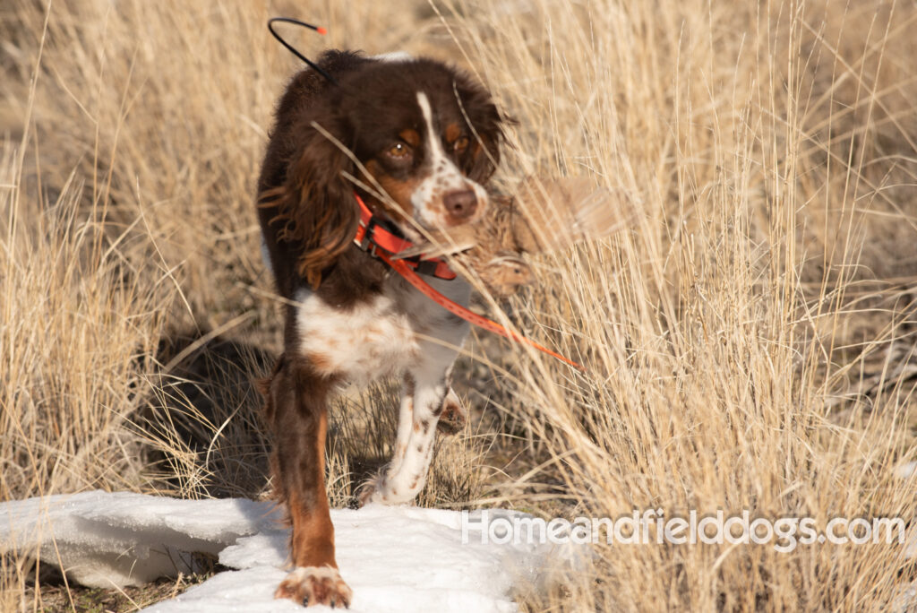 Liver tricolor french brittany spaniel female hunting with her partner