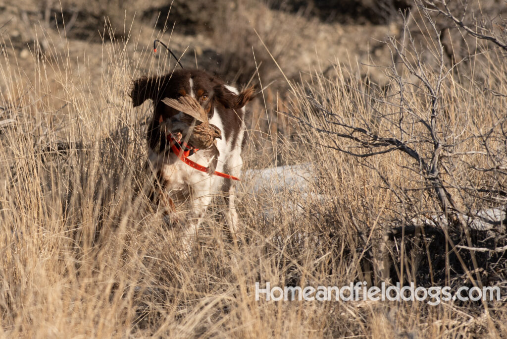 Liver tricolor french brittany spaniel female hunting with her partner