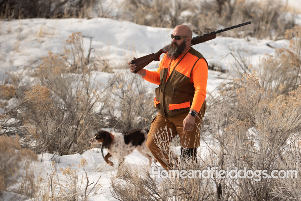 Liver tricolor french brittany spaniel female hunting with her partner