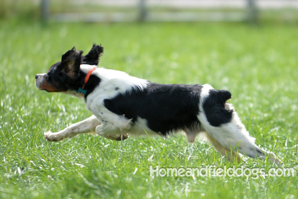 Freedom a male French Brittany that was a cornerstone of our breeding program