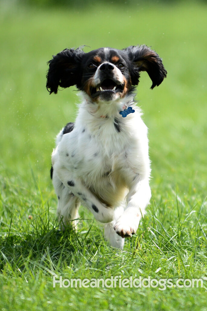 Freedom a male French Brittany that was a cornerstone of our breeding program
