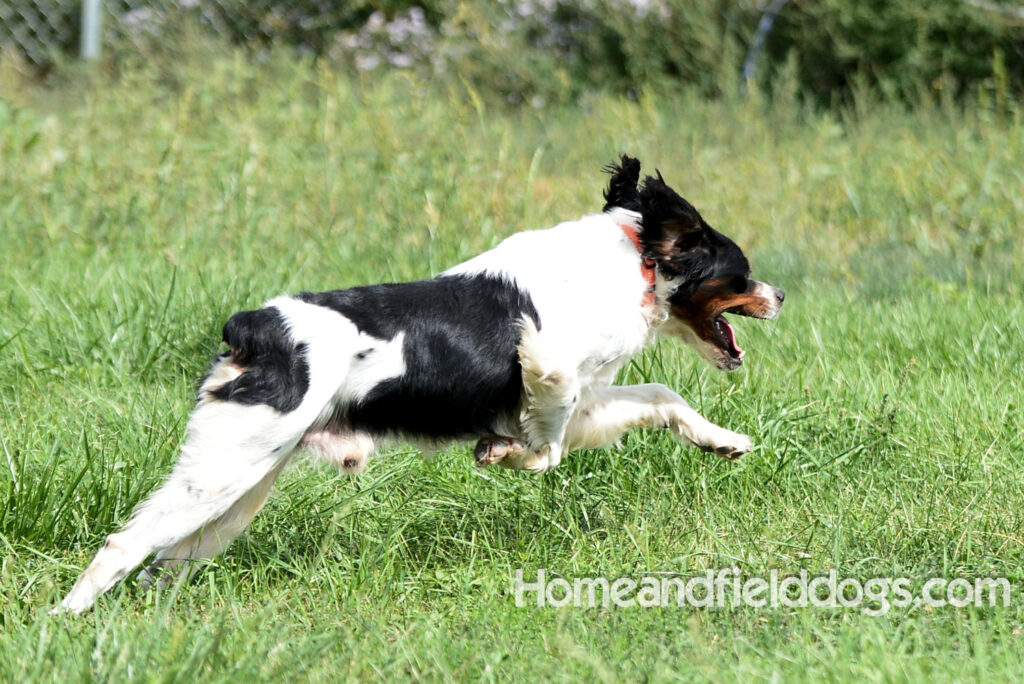 Freedom a male French Brittany that was a cornerstone of our breeding program