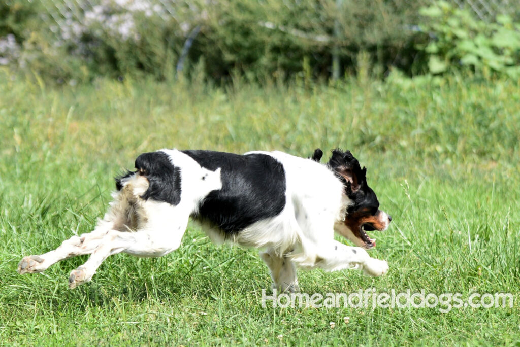 Freedom a male French Brittany that was a cornerstone of our breeding program